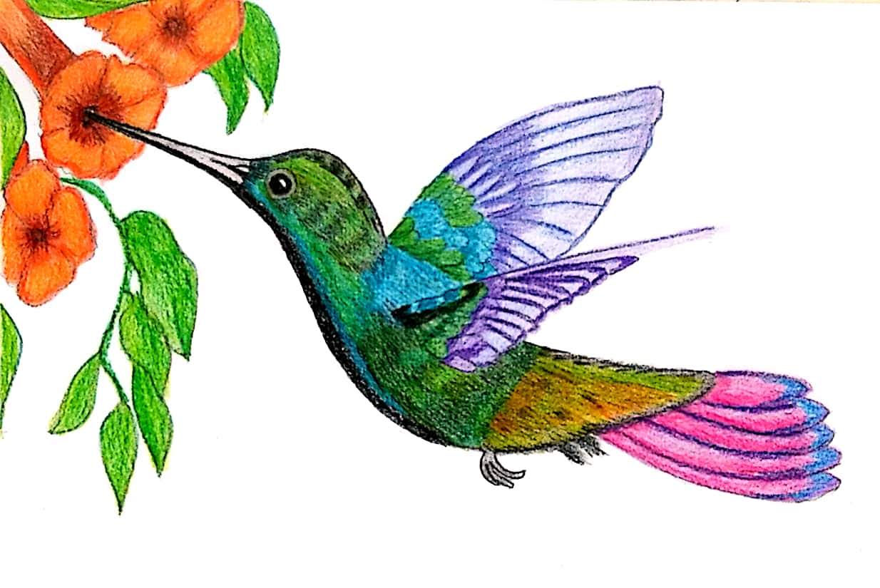 Colorful Humming Bird